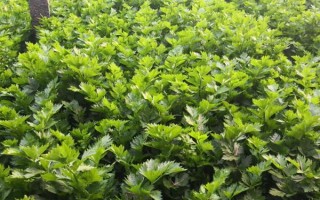 芹菜的种植技术，播种前放入清水中浸泡24小时