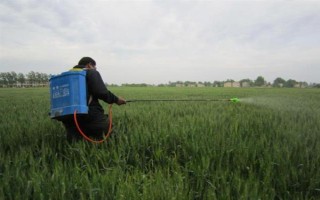 强筋小麦如何种植，管理重点在于预防小麦旺长和倒伏