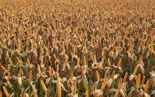 金甜糯1号玉米种子特点，大喇叭口期注意防治玉米螟