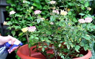 月季花如何养殖，要遵循干透浇透的浇水原则