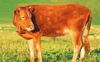 牛不打栏是什么原因，可能是饲喂了发霉变质的饲料或体重太胖等