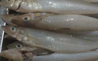 船丁鱼的市场价格,一斤需要20-25元左右