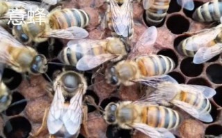 中蜂和意蜂的区别,繁殖能力、体型和颜色均不同