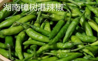 哪些地方的辣椒比较受欢迎，樟树港辣椒价高味美