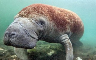 海牛为什么叫美人鱼，外形相似