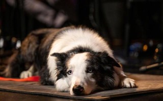 犬瘟热的症状，初期其体温可高达39.5-41℃