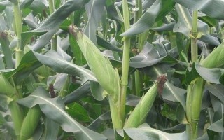 益甜608玉米种子特征特性,每亩种植3000~3200株