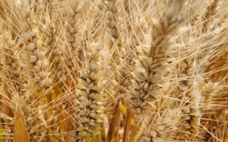 温麦801小麦种子特点，适宜播种期10月上中旬