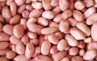 哪些因素会影响花生种子发芽,自身的质量是首要因素