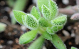 绒针徒长如何解决，可采取砍头、延长光照时长等措施