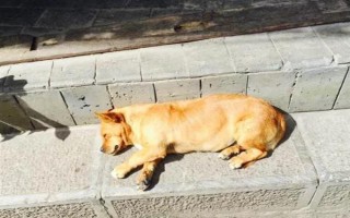 人感冒会不会传染给狗，通常不会传染给狗。