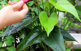 红掌的养殖方法,适宜生长的温度在20-25℃