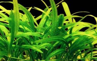 养锦鲤的鱼缸养什么植物好，可以养苦草、卷叶龙须草等