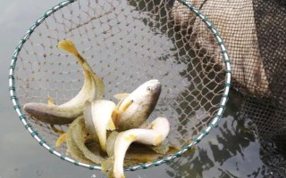 养殖黄花鱼喂养什么饲料，可选择小鱼、小虾以及扇贝类