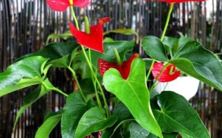 红掌怎么繁殖，主要途径为播种育苗