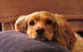 狗狗突然呕吐的原因,可能是吃的太多所致