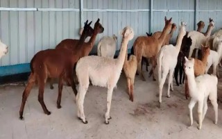 羊驼适合在什么地方养殖，适合在山区、草原等地养殖