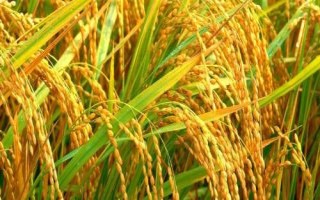 律优308水稻种子特征特性,每亩有效穗数18.9万