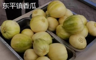山东泰安市的水果特产