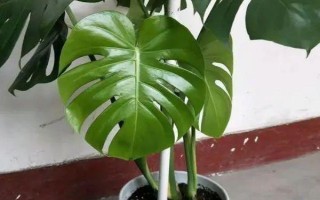 家庭大型盆栽常绿植物推荐,常见的有千年木、心叶藤和鸭脚木等