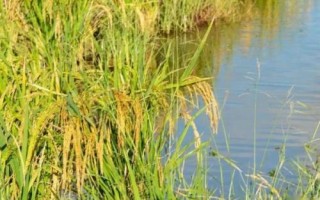 川种优3560水稻种简介,每亩插足基本苗5万以上