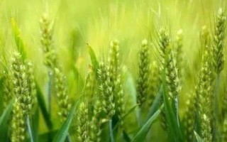 新冬55号小麦种子简介,高抗叶锈病和白粉病