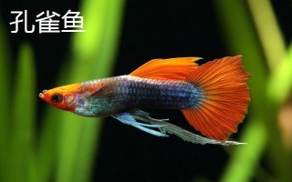 热带鱼多久繁殖一次，通常30-60天繁殖一次