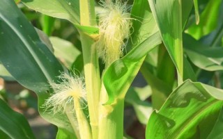辽绿158玉米种子简介，放赤眼蜂防治玉米螟虫