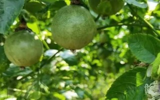 百香果不结果怎么办，需喷水降温或人工授粉等