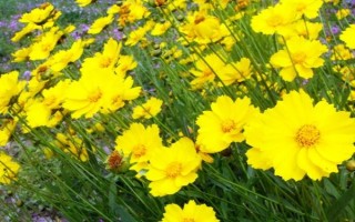 种植大花金鸡菊的要点，幼苗长出真叶后要追施氮肥