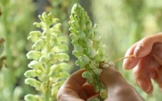 引种天麻要注意什么，当地的气候满足条件才能种植