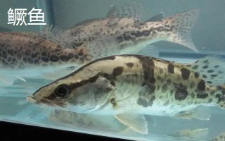 鲈鱼的别称，又称花鲈、四肋鱼等