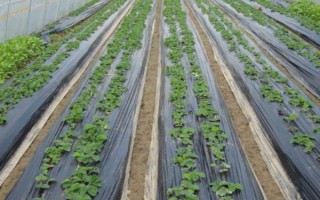 先进的农用薄膜有哪些，有轻薄型薄膜、多用途薄膜等