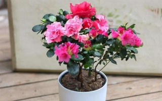 种植杜鹃花的要点，注意剪除细弱的枝条和过于繁茂的枝条