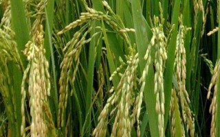 福两优2155水稻种子简介,插植密度20厘米×20厘米