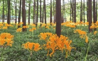 忽地笑种植技术，在园林中可做林下地被花卉