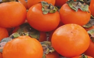 哪些农作物在秋季成熟，包括花生、玉米、西红柿等品种