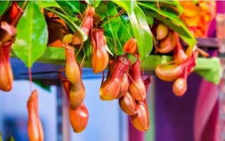 猪笼草的形态特征，株高在3米左右