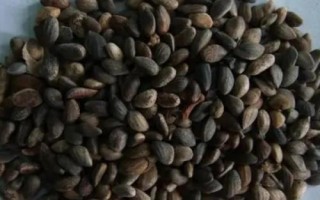 白皮松种子怎么种，播前沙藏60天或用温水浸种催芽