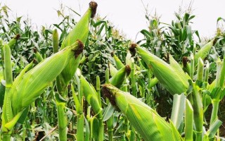 甜玉米种植技术，需要与普通玉米进行隔离种植