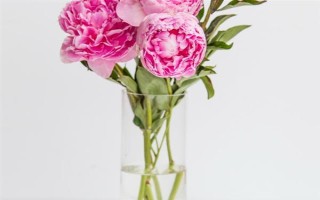 剪下的牡丹枝条水培能不能生根，牡丹枝条水培可以生根