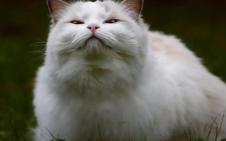 猫疱疹病毒感染的症状,通常会引起咳嗽、流鼻涕,眼睛红肿等