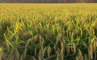 红稻16号水稻种子介绍,高抗纹枯病(1.0级)