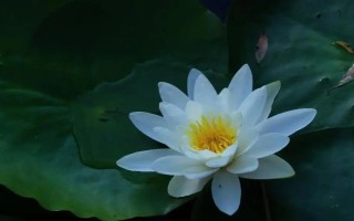 睡莲和荷花的区别是什么，叶子、花朵和属性均不同