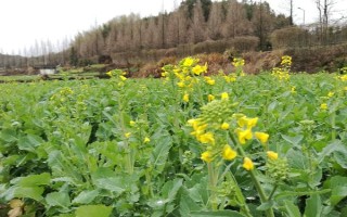 芸苔素多久喷一次，可延长花期