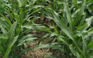 康农玉768玉米品种的特性，密度以4500株/亩为宜