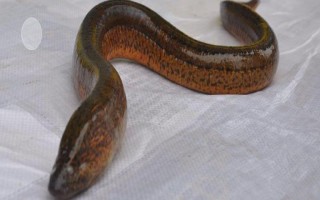 水泥池养黄鳝的水位，通常为20-30厘米左右