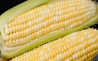 盛玉179玉米品种简介,中抗丝黑穗病