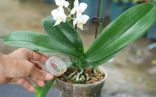 蝴蝶兰谢了如何修剪花梗，沿着花梗下方4厘米处修剪掉即可