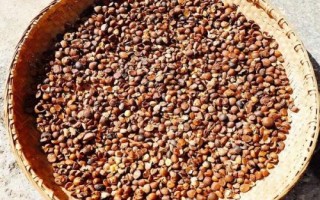 种子生虫怎么办,物理治虫法和化学治虫法各有优势